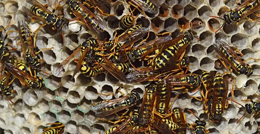 Wasps nest