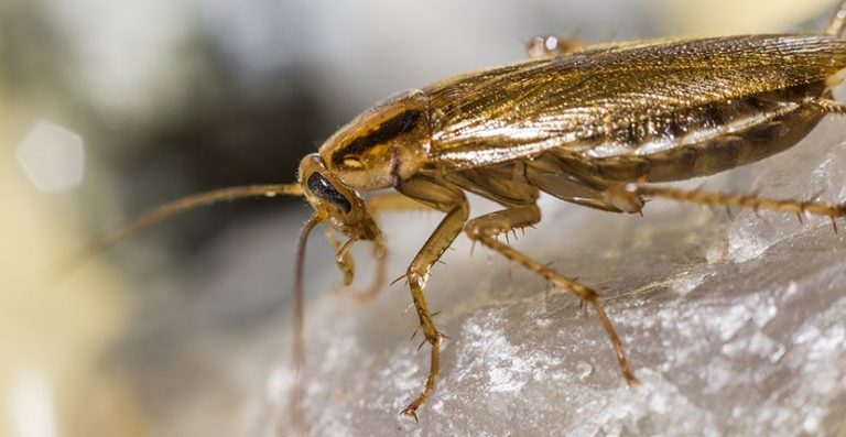 German Cockroach Infestation
