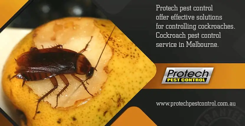 cockroach