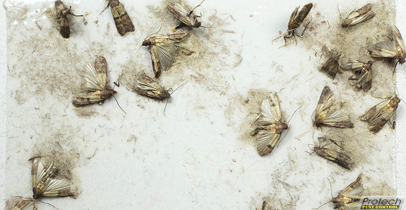 Pest Control and Food Safety