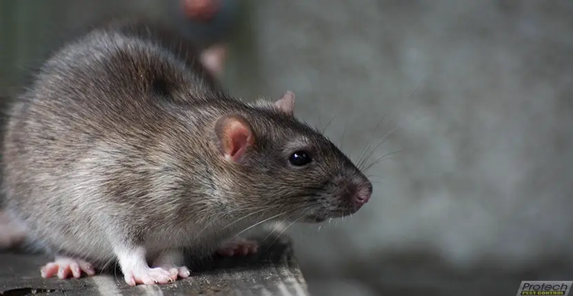 Rat Problem