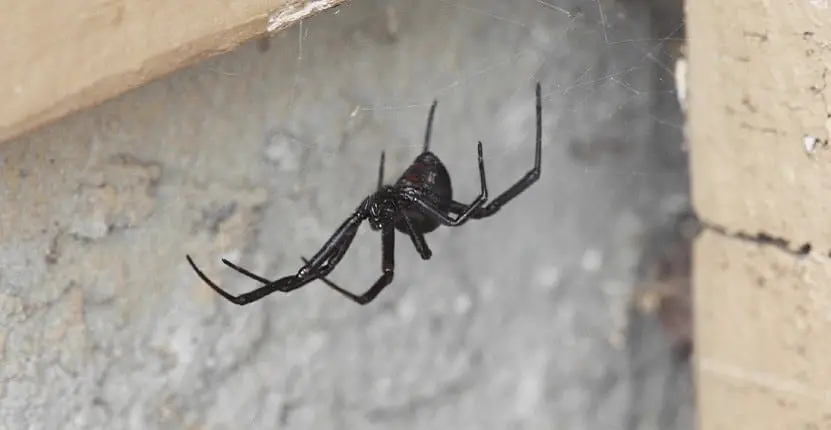 Spider Control Melbourne