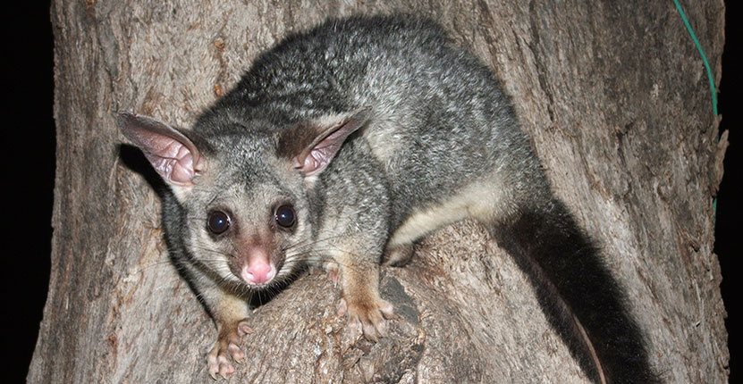 Possum Control Melbourne