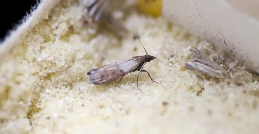 Moth control
