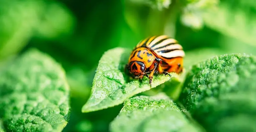 Garden Pest Control