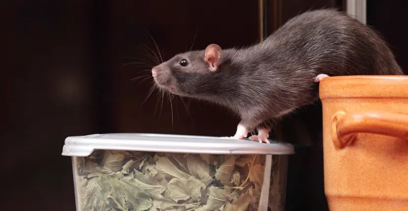 Rat Control