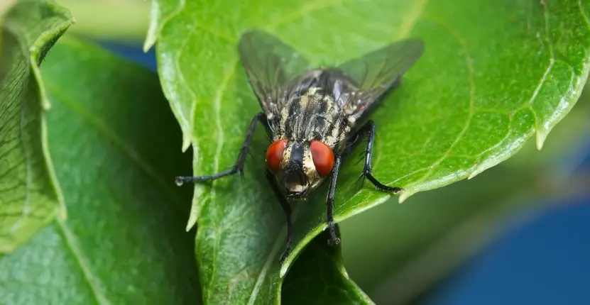 Fly Control