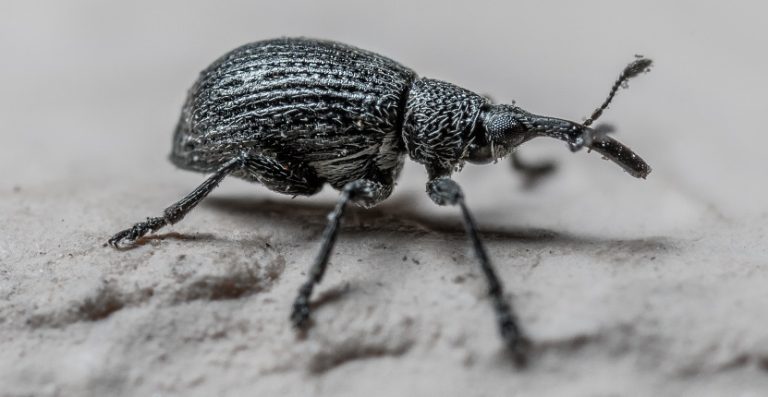 Weevil Control