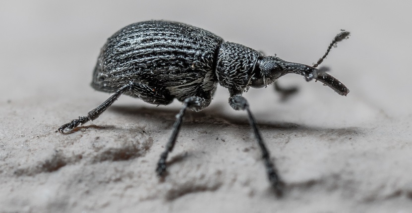 Weevil Control