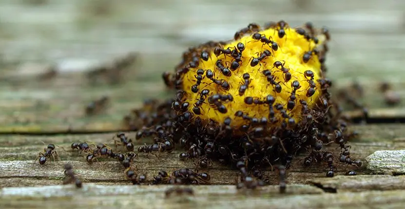 Ant Control