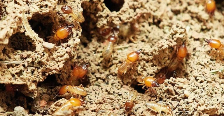 Termite Treatment