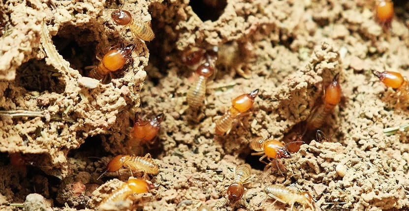 Termite Treatment
