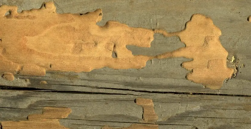 Timber Pests