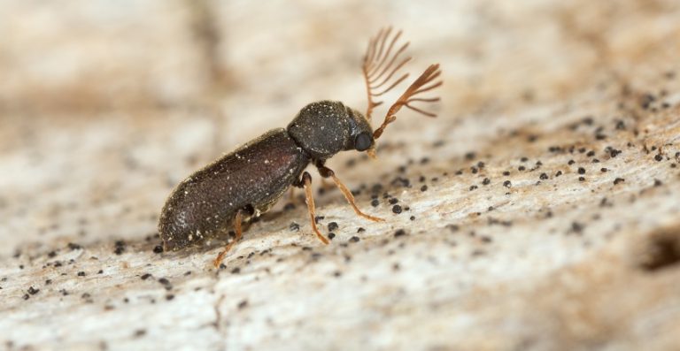 Wood Borer Infestation