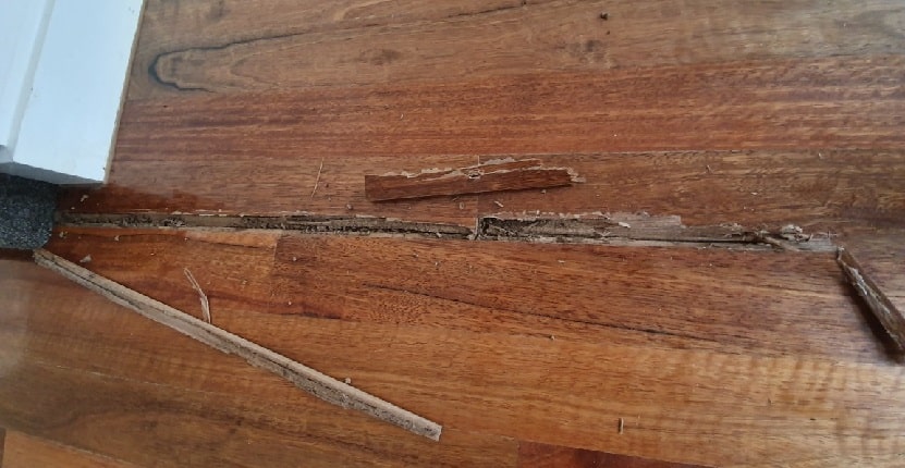 Termite Damage to Floorboards
