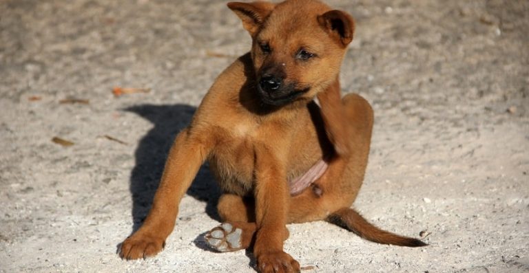 Puppy scratching Flea
