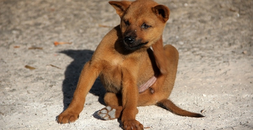 Puppy scratching Flea
