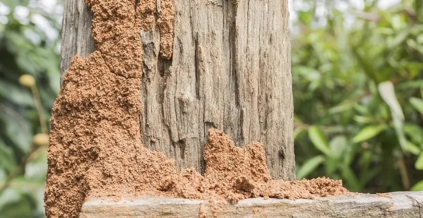 Termite on Fence