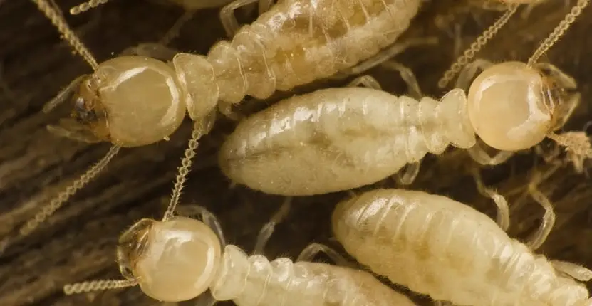 White Ants in Australia