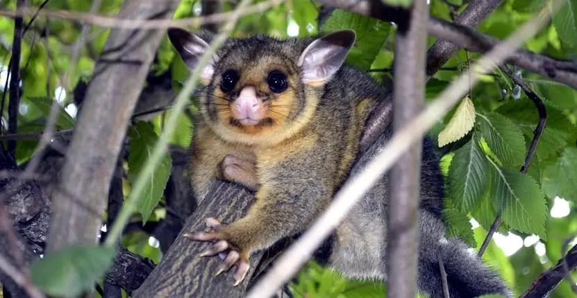 Possum Control