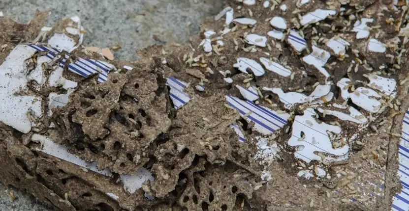 Drywood Termites