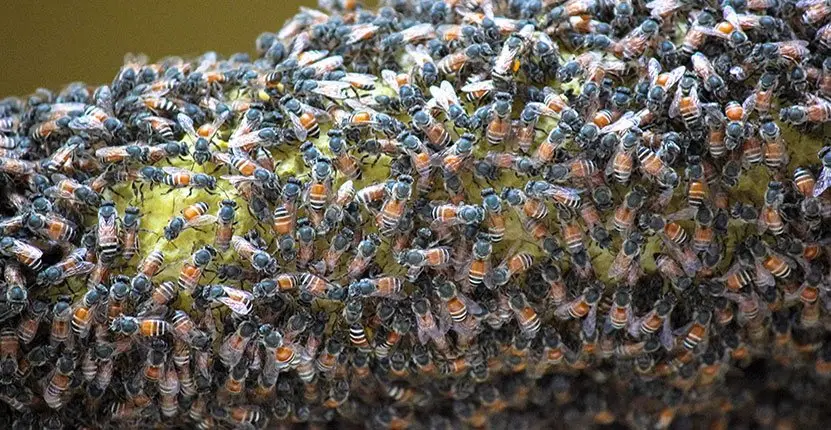Bee removal