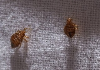 Bed bugs