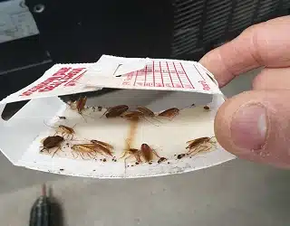 Australian Cockroach — Protech Pest Library guide