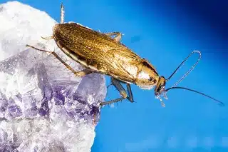 German Cockroach — Protech Pest Library guide