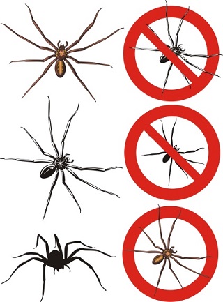 Spider control