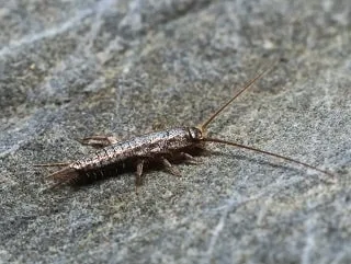 Silverfish on a rock
