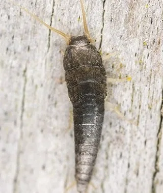 Silverfish identification