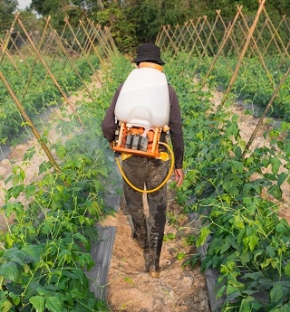 Spraying-insecticide in garden