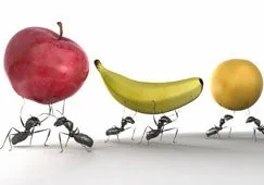 Ants carrying food along a foraging trail