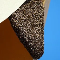 Bee nest inside a wall cavity