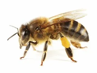 Bee removal Melbourne — Protech technician