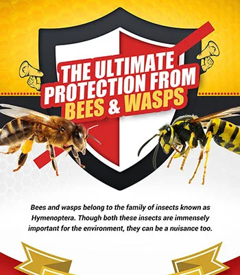 Bees versus wasps identification chart showing how to tell them apart