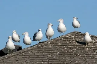 Bird pest control Melbourne