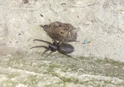Black house spider at the mouth of its funnel-shaped web in a corner