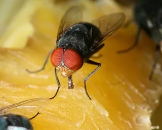 Blow flies on food surface