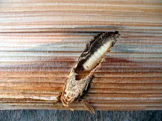 Wood borer larva inside timber
