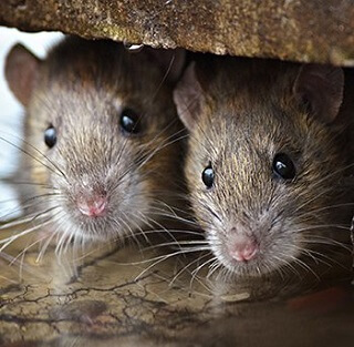 Brown rats
