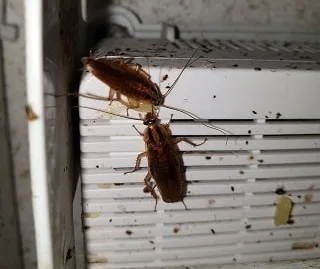 Cockroach Control Brunswick