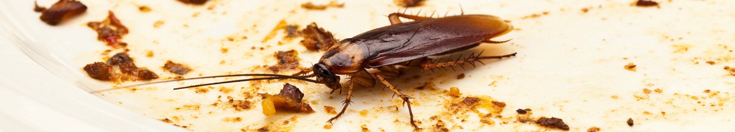 Cockroach