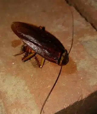 American Cockroach — Protech Pest Library guide