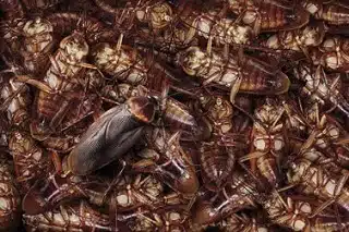 German cockroach harbourage with droppings and shed skins in a hidden corner