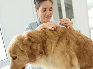 Dog being checked for fleas — flea prevention and treatment on a dog in Melbourne