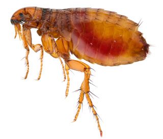 fleas control