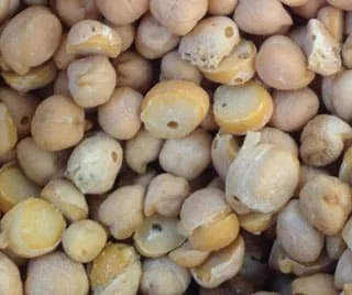 Damage from grain beetles in stored food