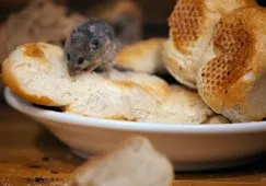 Mice hidden among packaged food in a pantry storage area, showing contamination of stored goods